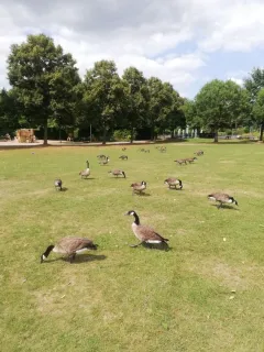 Gänse im Freizeitpark Langfort