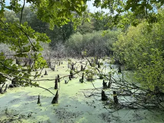 Stockweiher bei Niedrigwasser